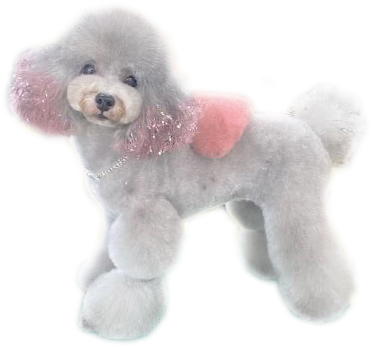 ドッグサロン・メイ イメージ